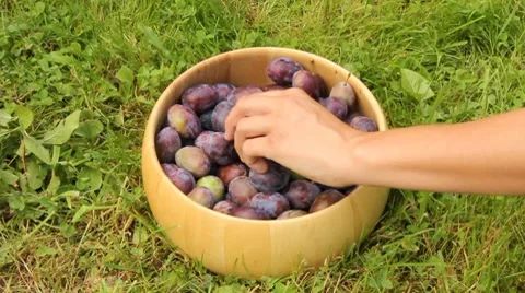 Plums in a bowl Stock Footage 8577838