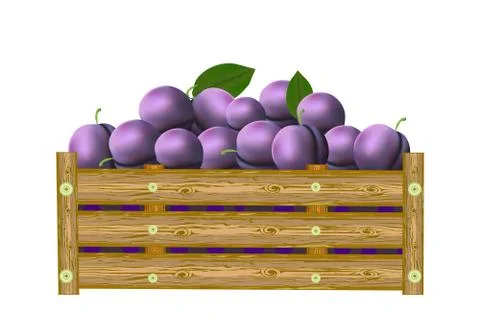 Plums in box isolated on white background. Crate of juicy berries. Stock Illustration