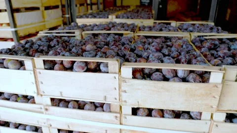 Plums in boxes Stock Footage 158843687