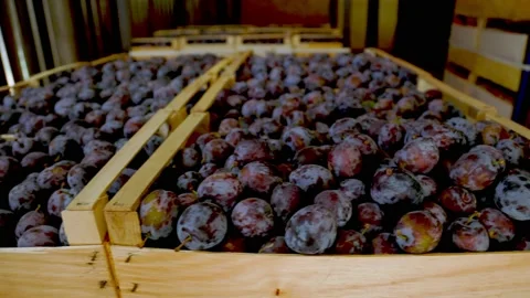 Plums in boxes Stock Footage 159398391