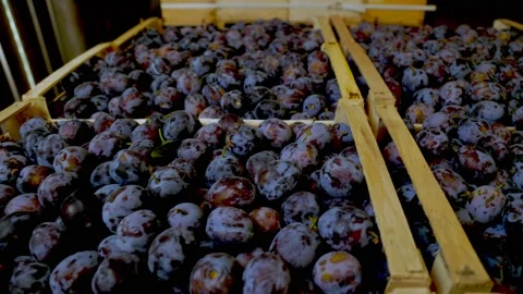 Plums in boxes Stock Footage 160031785