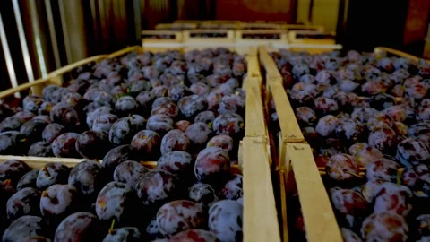 Plums in boxes Stock Footage 160318582