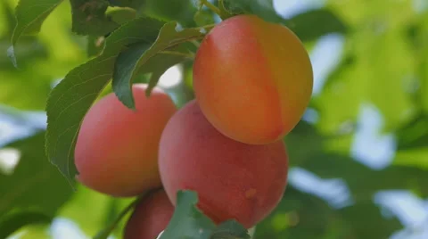Plums on a branch Stock Footage 58602306