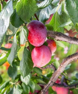Plums on a branch in garden Stock Photos
