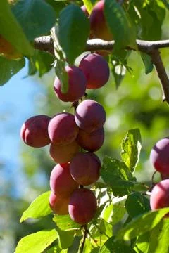 Plums on a branch. Stock Photos