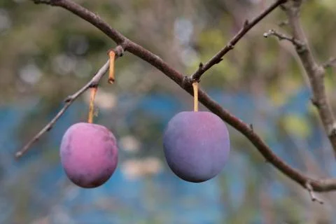Plums on the branch Stock Photos