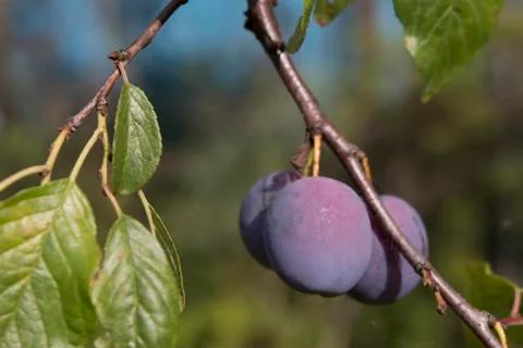 Plums on the branch Stock Photos