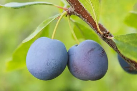 Plums on a branch Stock Photos