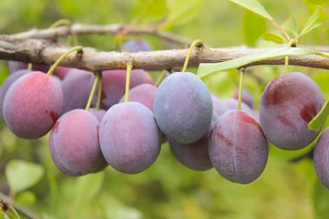 Plums on a branch Stock Photos