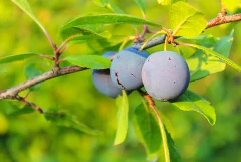 Plums on a branch Stock Photos