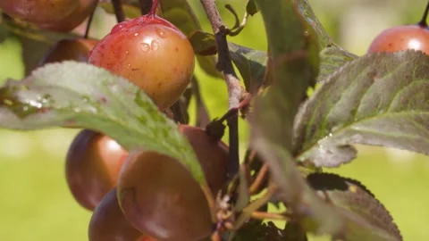 Plums on a branch, the wind sways the leaves Stock Footage 135334494