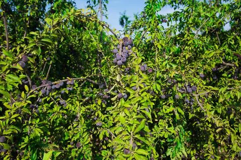 Plums on the branches of trees Stock Photos
