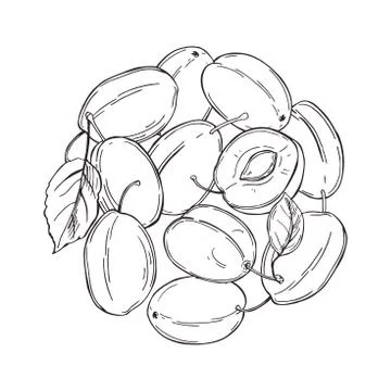Plums in a circle on white background. Vector  illustration. Stock Illustration