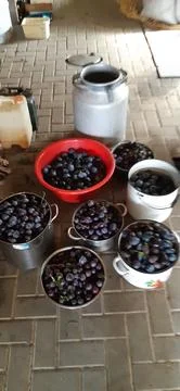Plums in a container Stock Photos