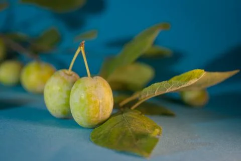 Plums with foliage on a blue background Stock Photos