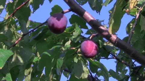 Plums Video stock 10728652
