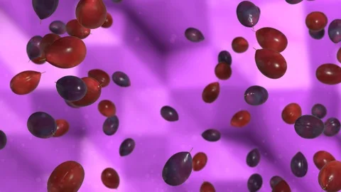 Plums Stock Footage 95818058