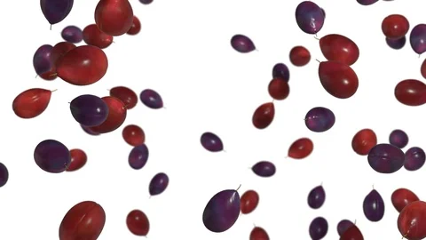 Plums Stock Footage 95835979