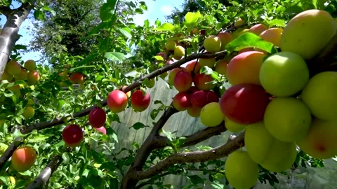 Plums Stock Footage 154427274