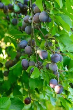 Plums in garden Stock Photos