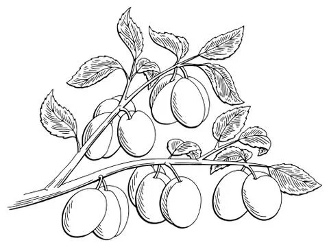 Plums graphic tree black white isolated sketch illustration vector Stock Illustration