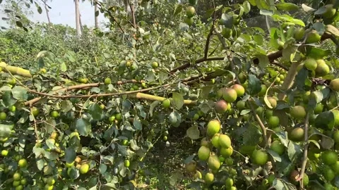 Plums, green plums among green leaves on a branch Stock Footage 282791455