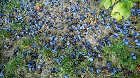Plums On The Ground Stock Footage 95859805