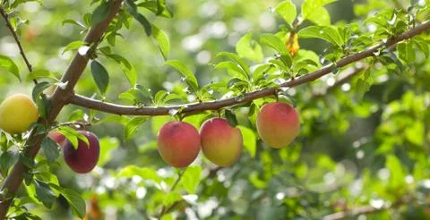 Plums group Stock Photos