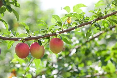 Plums group Stock Photos