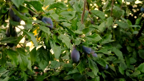 Plums grow in the garden. Selective focus. Stock Footage 276657324