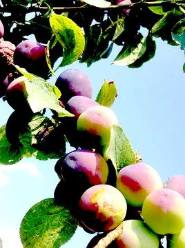 PLUMS GROWING ON BRANCH Stock Photos
