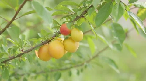 Plums, Hand Picked Plum from Tree Video stock 52206358