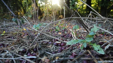 Plums lie under trees on a background the setting sun 스톡 동영상 64631974