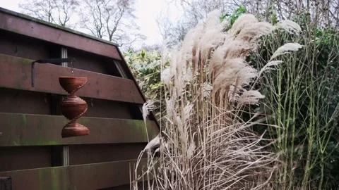 Plums move in the heavy wind Video stock 147666900