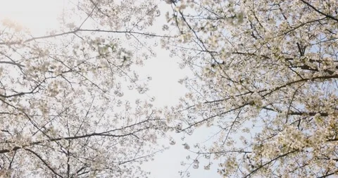 Plums or prunes bloom white flowers in early spring in nature. Stock Footage 170563449