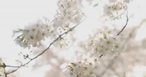 Plums or prunes bloom white flowers in early spring in nature. Stock Footage 170563516