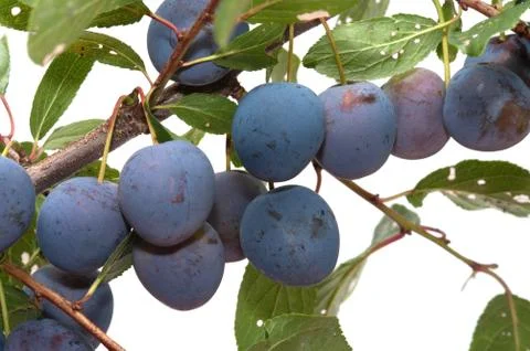Plums. Stock Photos