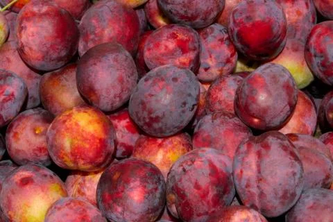 Plums. Stock Photos