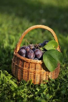 Plums Stock Photos