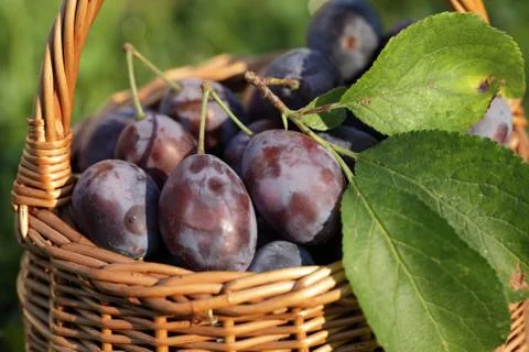 Plums Stock Photos