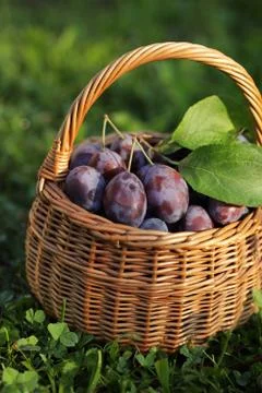 Plums Foto stock