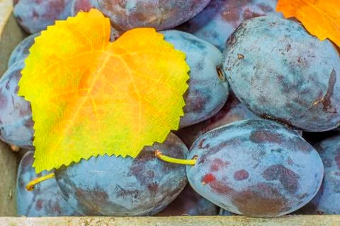 Plums Stock Photos