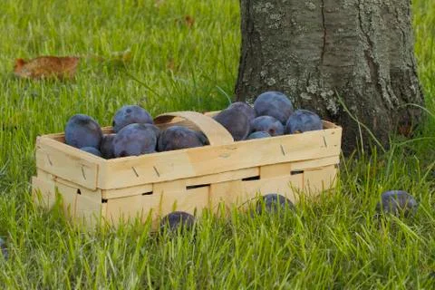 Plums Stock Photos