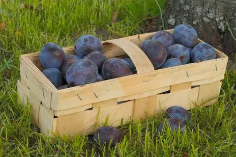 Plums Stock Photos