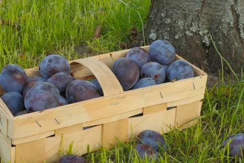 Plums Stock Photos