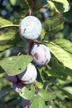 Plums Foto stock