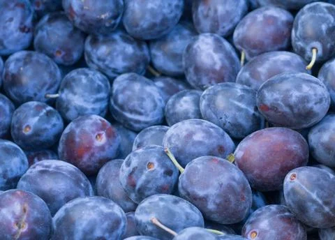 Plums Stock Photos