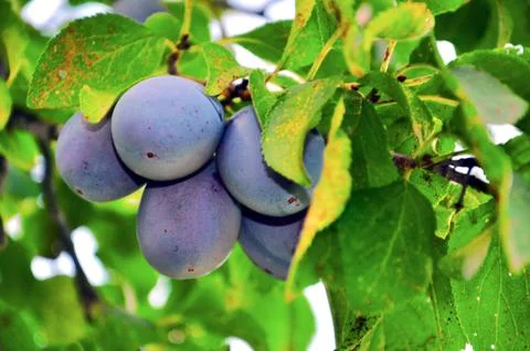 Plums Stock Photos