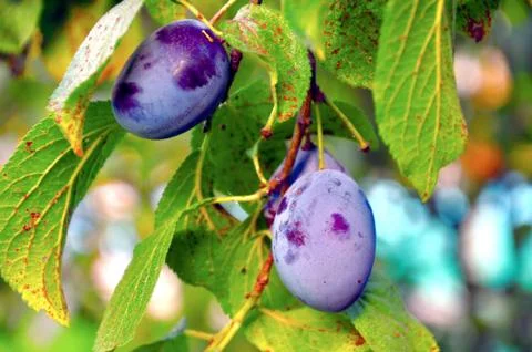 Plums Stock Photos