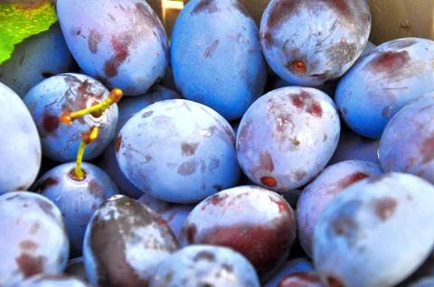 The Plums Stock Photos